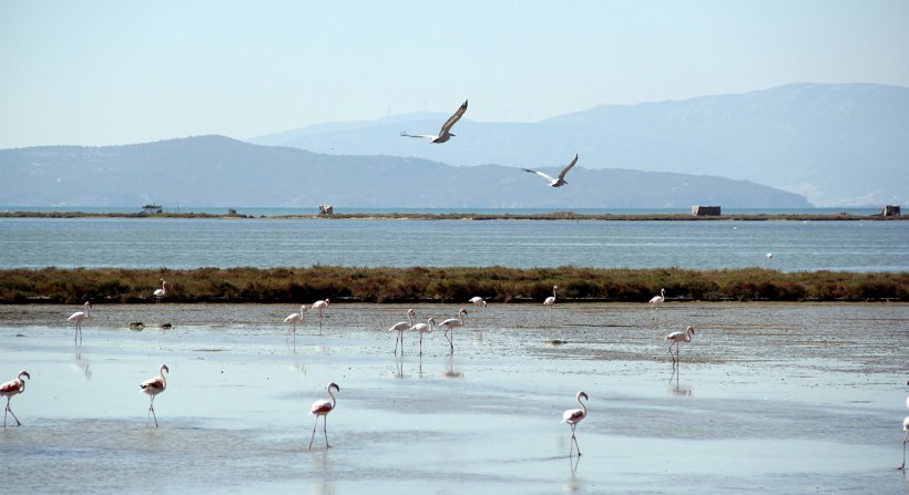 Kuş Cenneti'ne anjiyo: