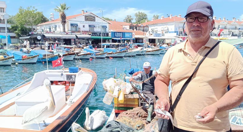 FOÇADA PELİKANLAR VATANDAŞLA DOST BALIKÇIYLA ARKADAŞ