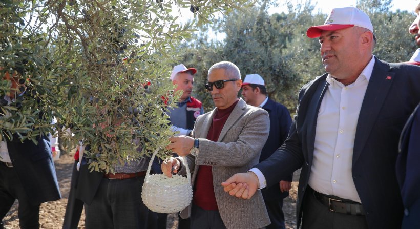 Aliağa'da 3. Zeytin Hasat Şenliği Düzenlendi